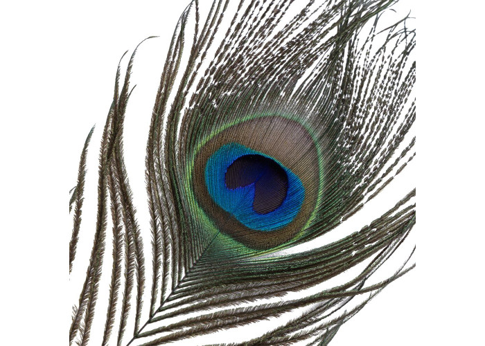 Лоскітка LOCKINK SEVANDA Natural Peacock Flirting Feather Tickler, перо павича Лоскітка LOCKINK SEVANDA Natural Peacock Flirting Feather Tickler, перо павича